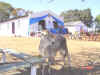sucupira_bezerro_leilao.jpg (108115 bytes)